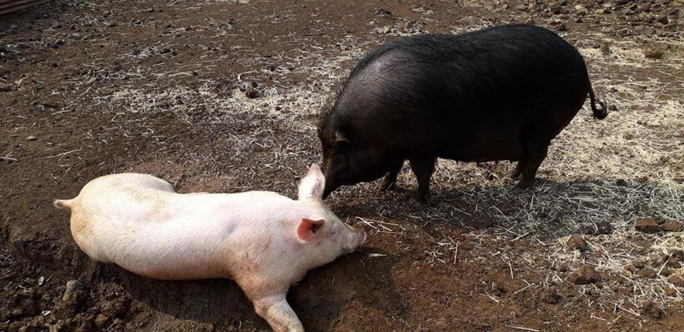 Le Gite Du Koniambo Voh Kültér fotó